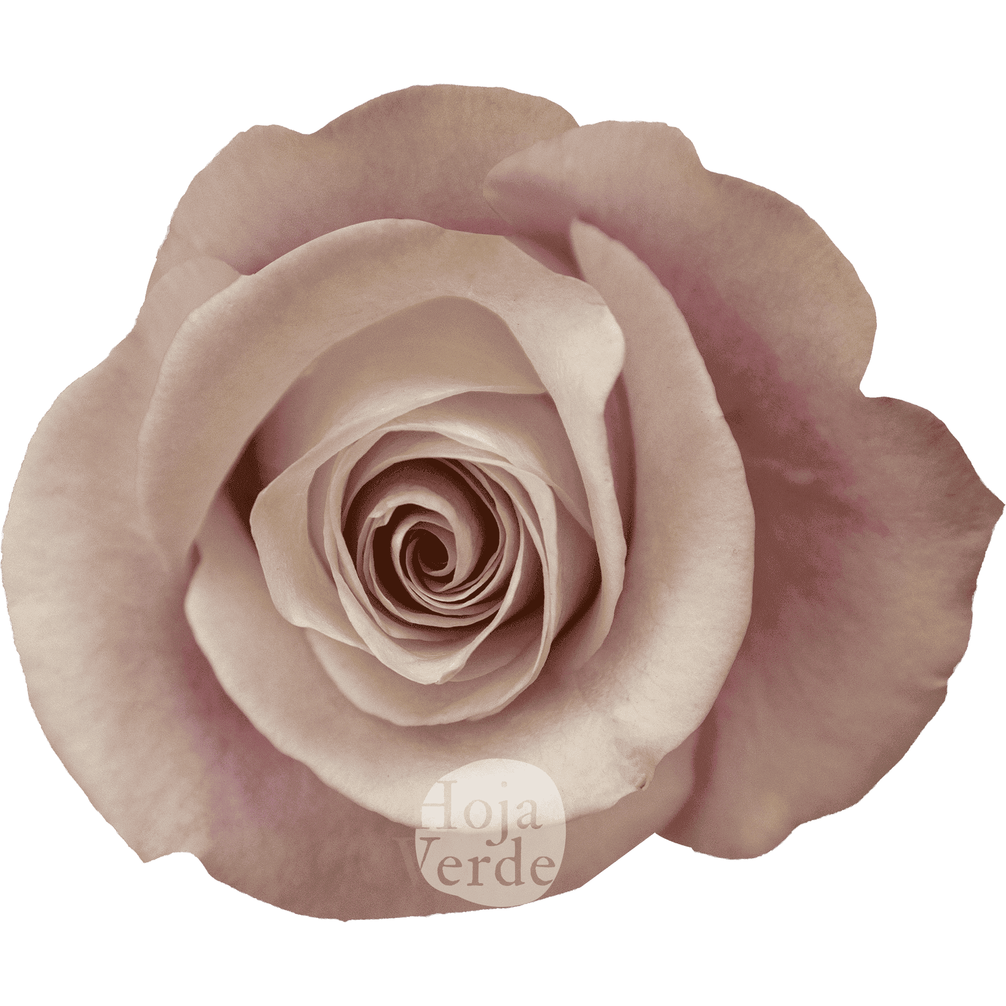 Secret Garden by Hoja Verde, Ecuadorian rose — pale pink shade