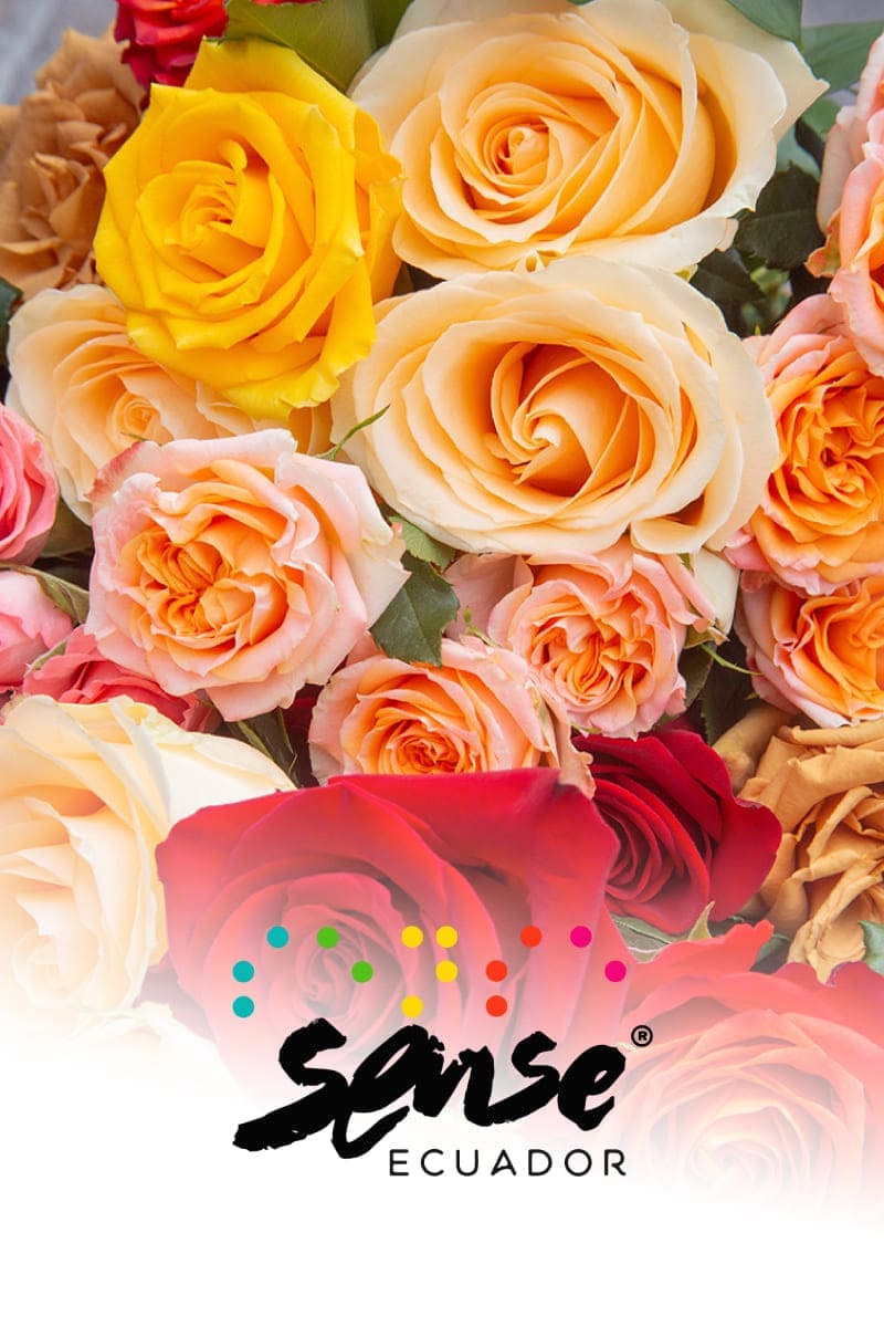 _SENSE-ECUADOR