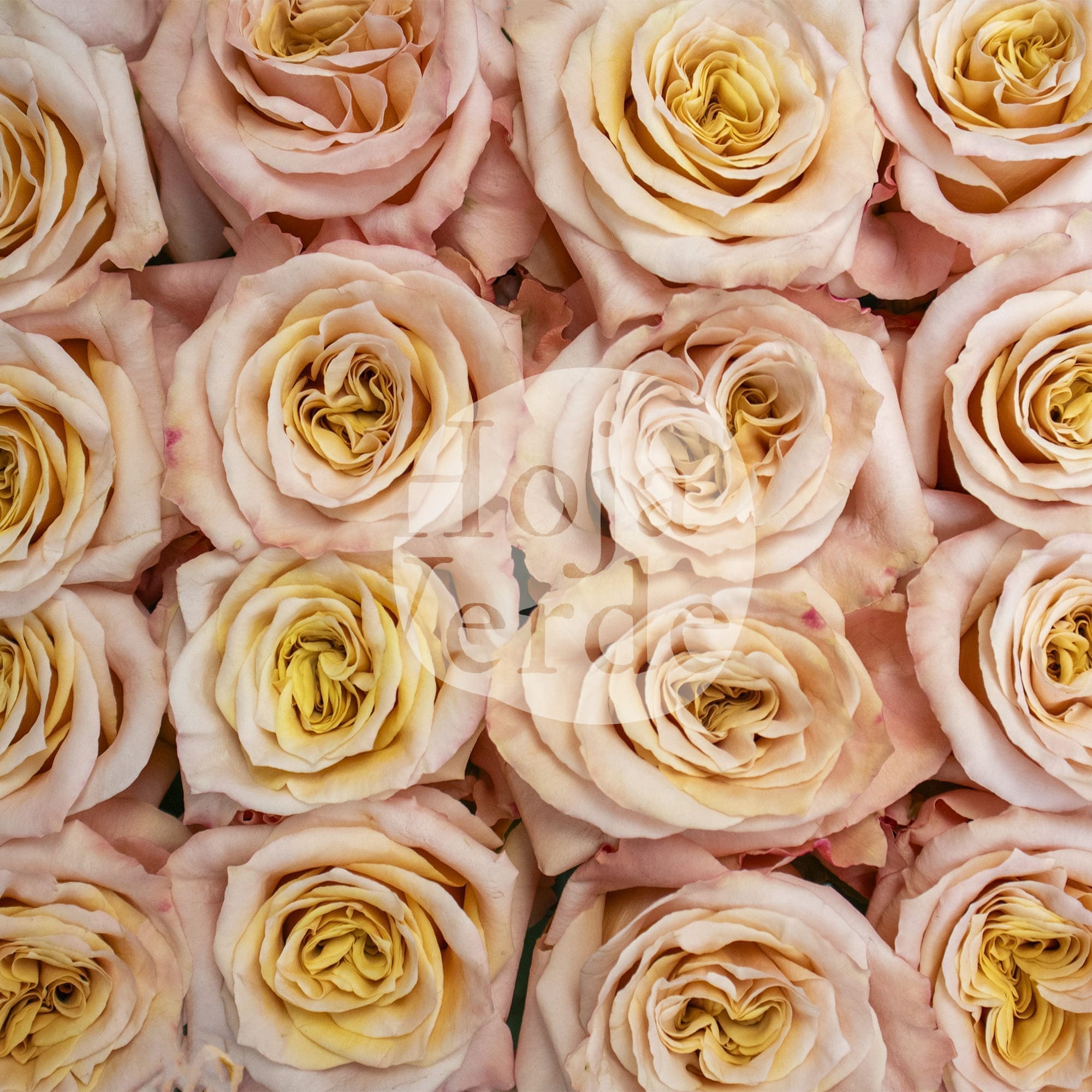 Shimmer, Ecuadorian rose by Hoja Verde — ruffled cream to peachy coral tones