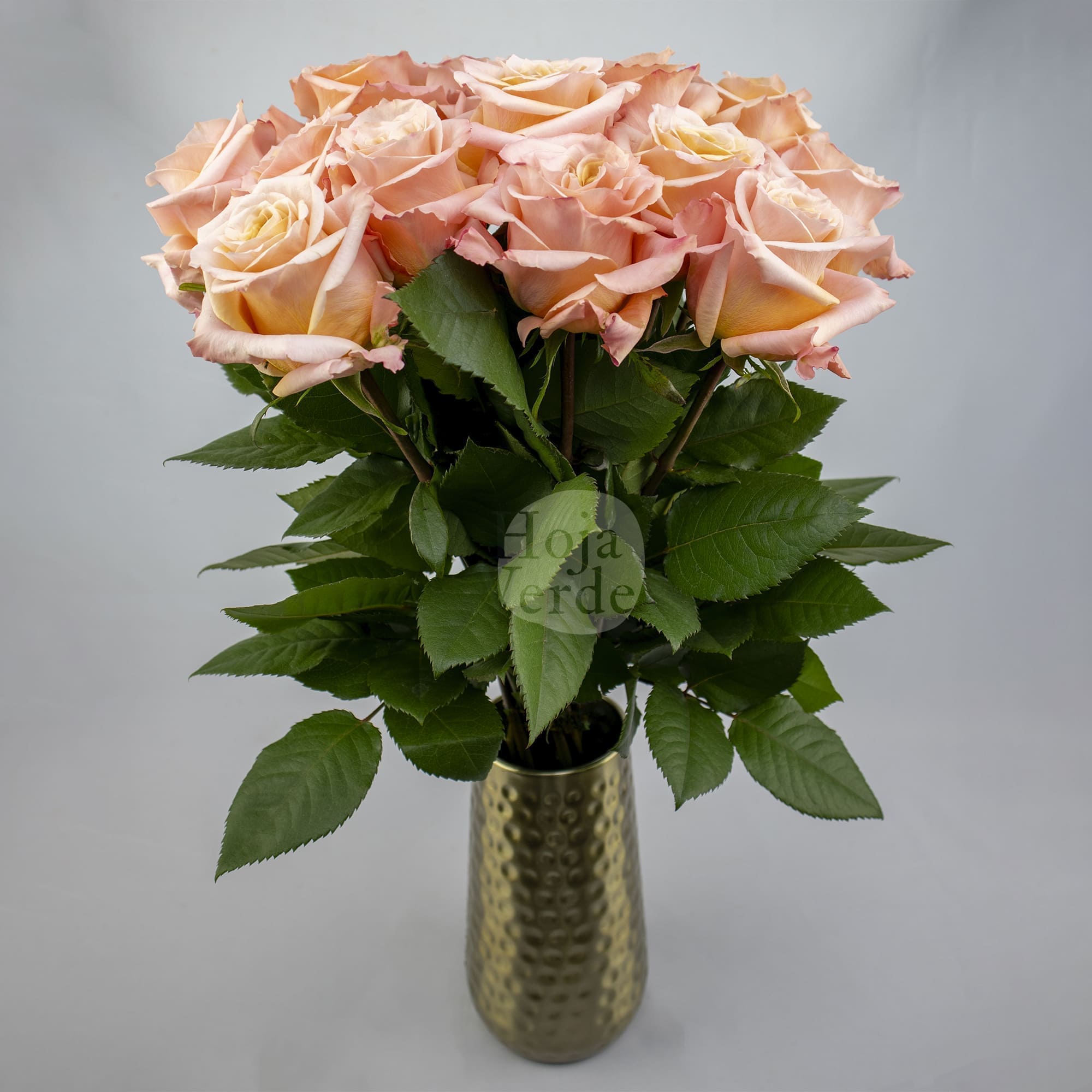 Shimmer, Ecuadorian rose by Hoja Verde — ruffled cream to peachy coral tones
