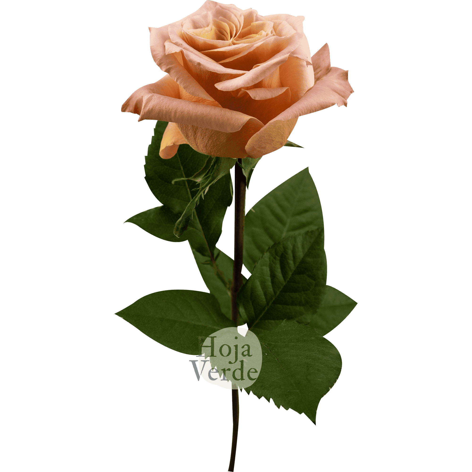 Shimmer, Ecuadorian rose by Hoja Verde — ruffled cream to peachy coral tones