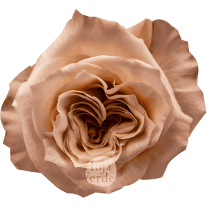 Shimmer, Ecuadorian rose by Hoja Verde — ruffled cream to peachy coral tones