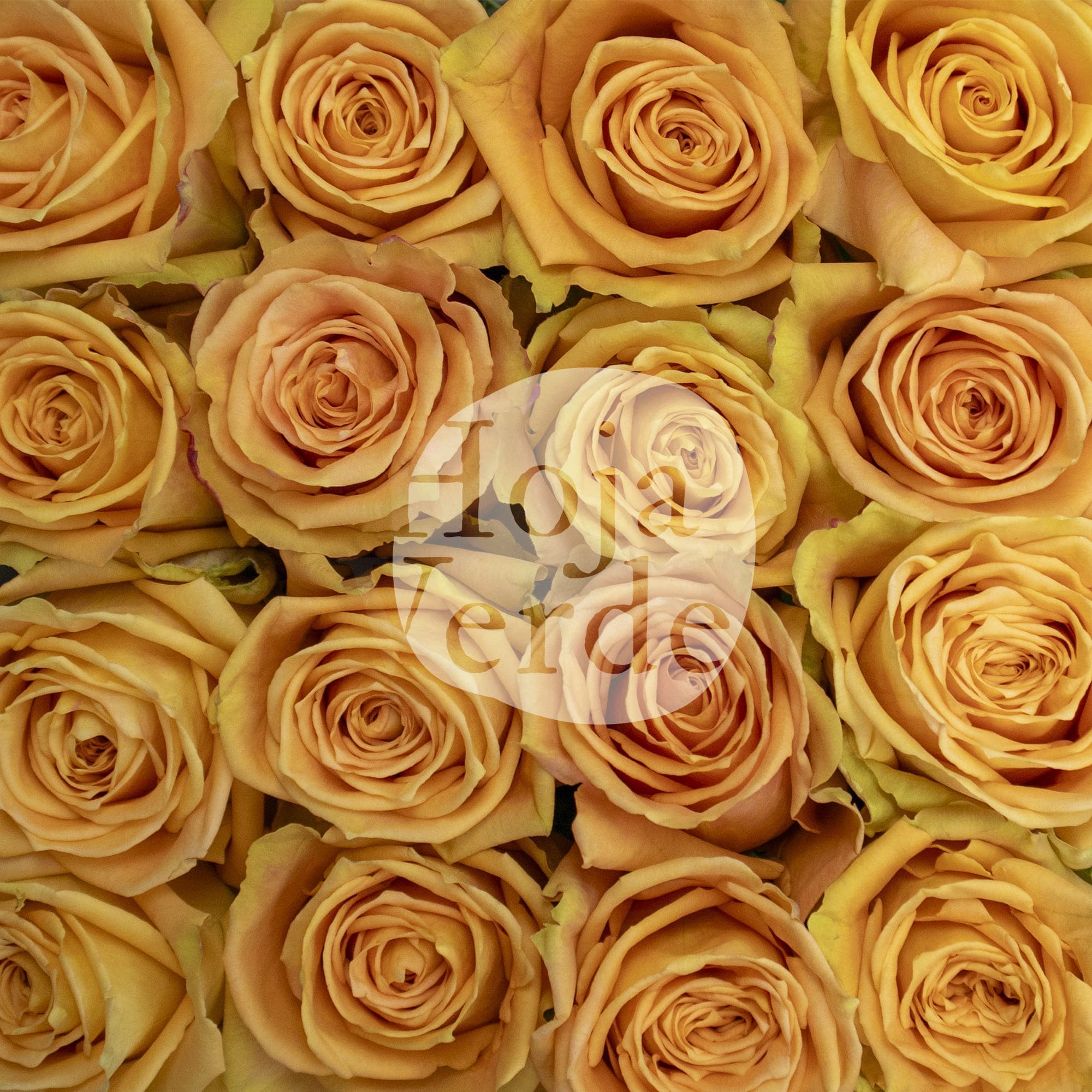 Shukrani by Hoja Verde, Ecuadorian rose — vibrant orange variety with yellow and peach tones