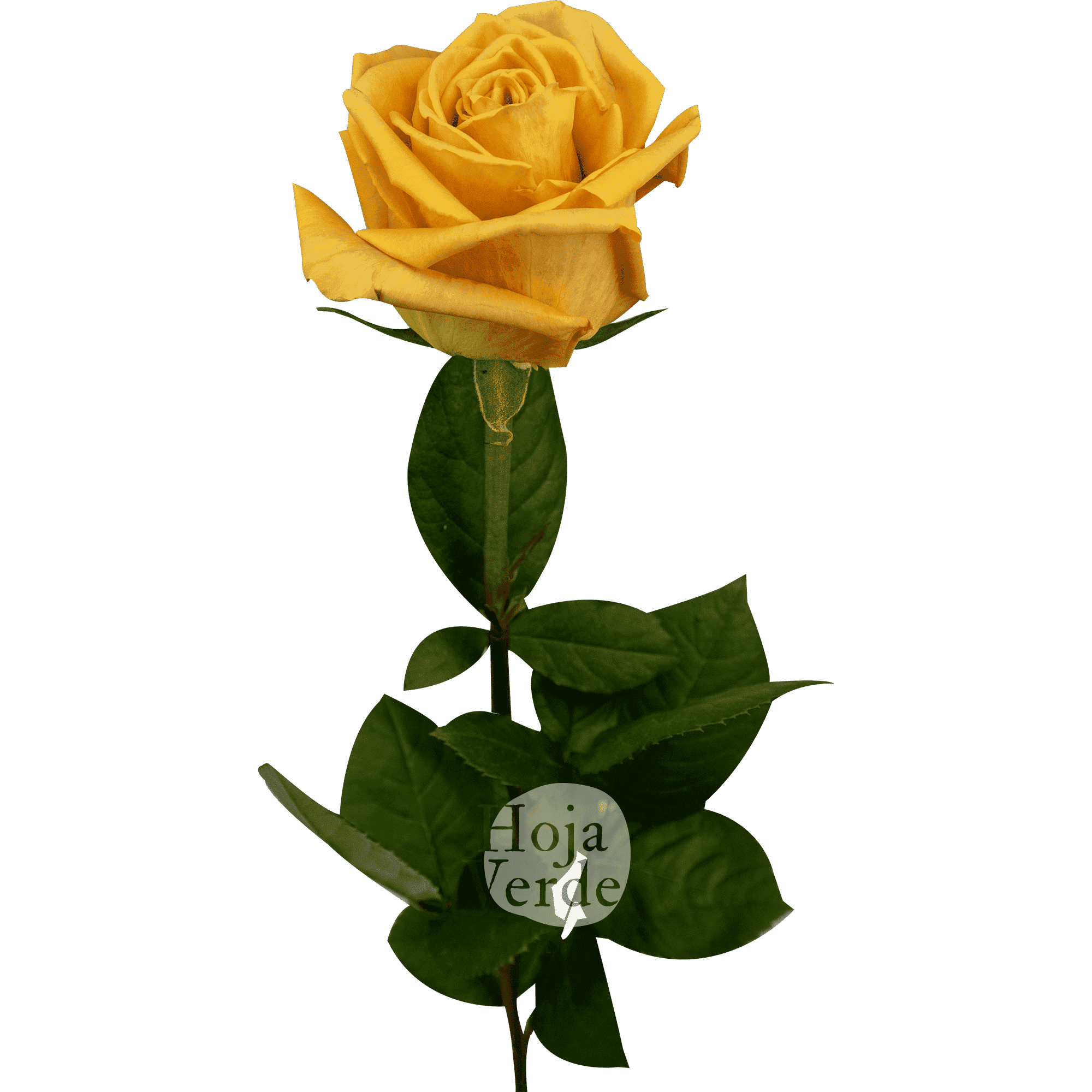 Shukrani by Hoja Verde, Ecuadorian rose — vibrant orange variety with yellow and peach tones