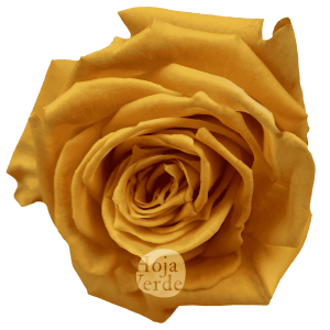 Shukrani by Hoja Verde, Ecuadorian rose — vibrant orange variety with yellow and peach tones
