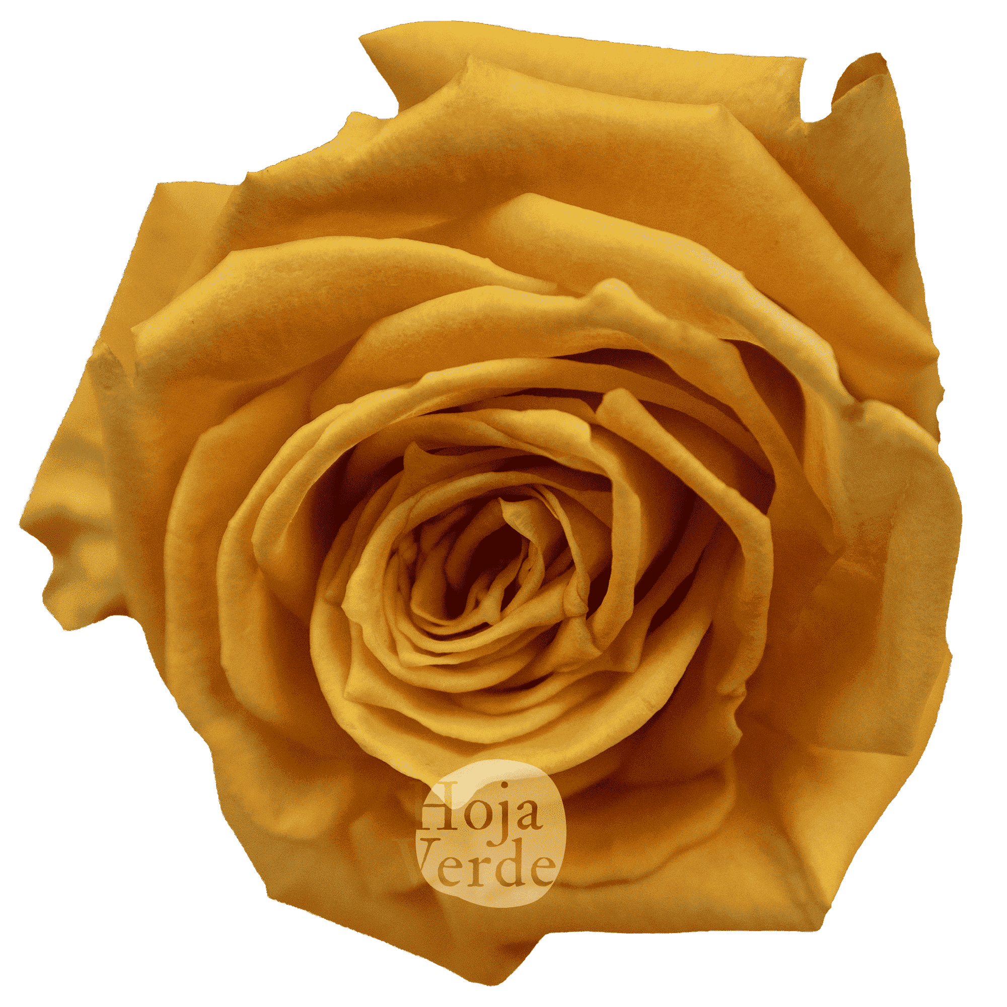 Shukrani by Hoja Verde, Ecuadorian rose — vibrant orange variety with yellow and peach tones