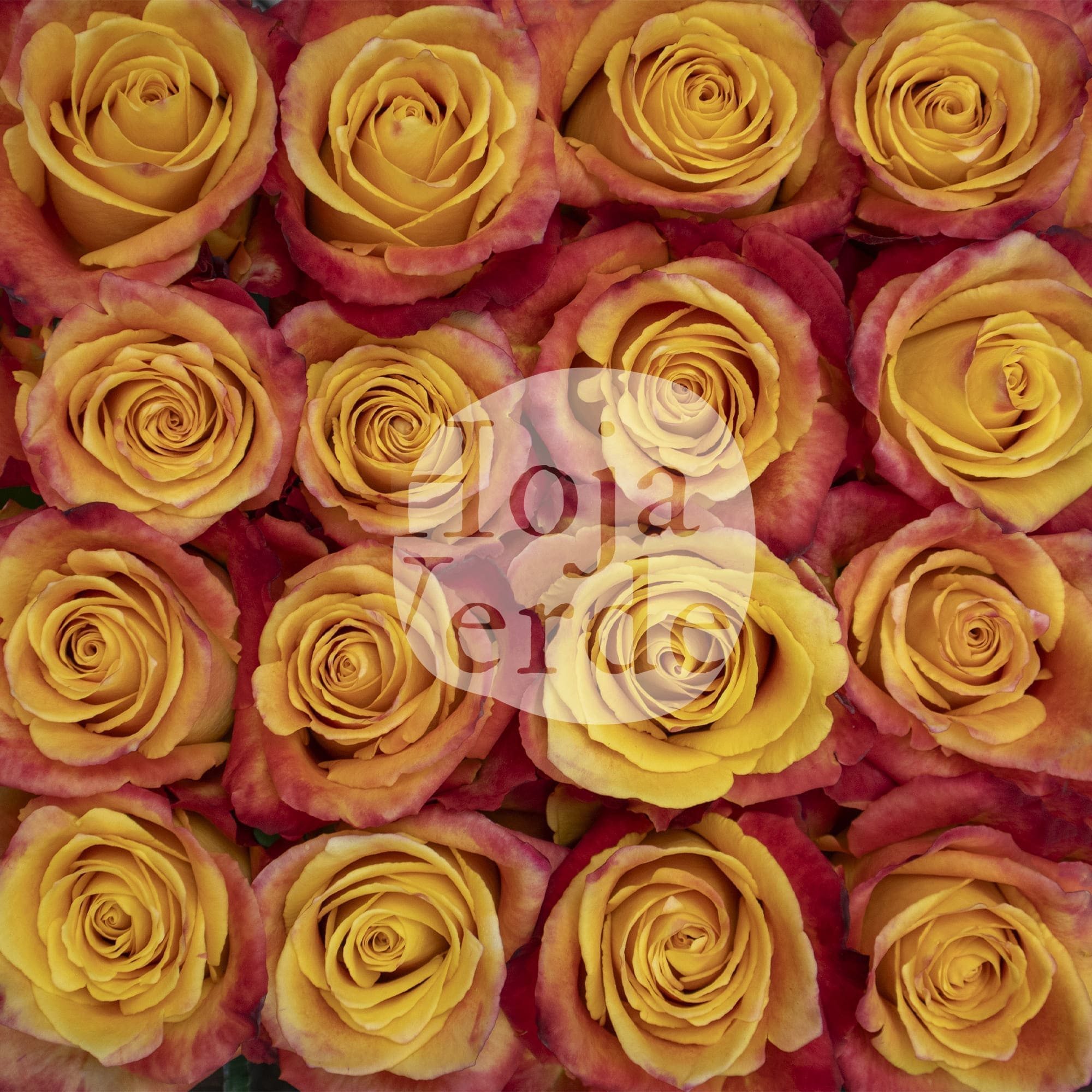 Silantoi by Hoja Verde, premium Ecuadorian bicolor rose: orange-yellow with fiery red edges