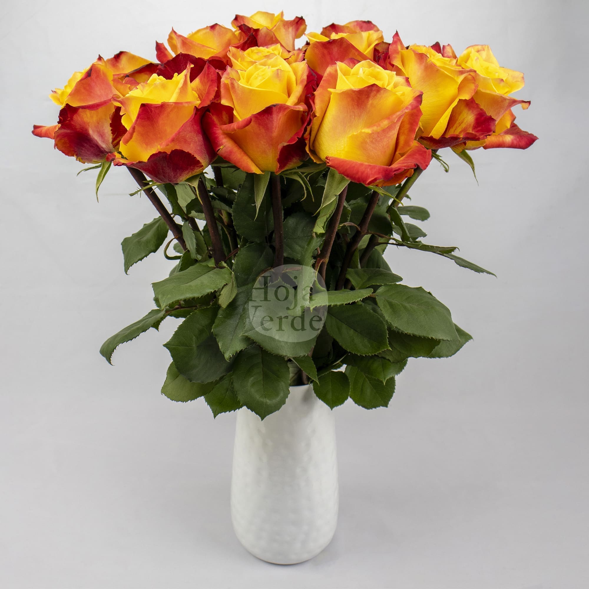 Silantoi by Hoja Verde, premium Ecuadorian bicolor rose: orange-yellow with fiery red edges