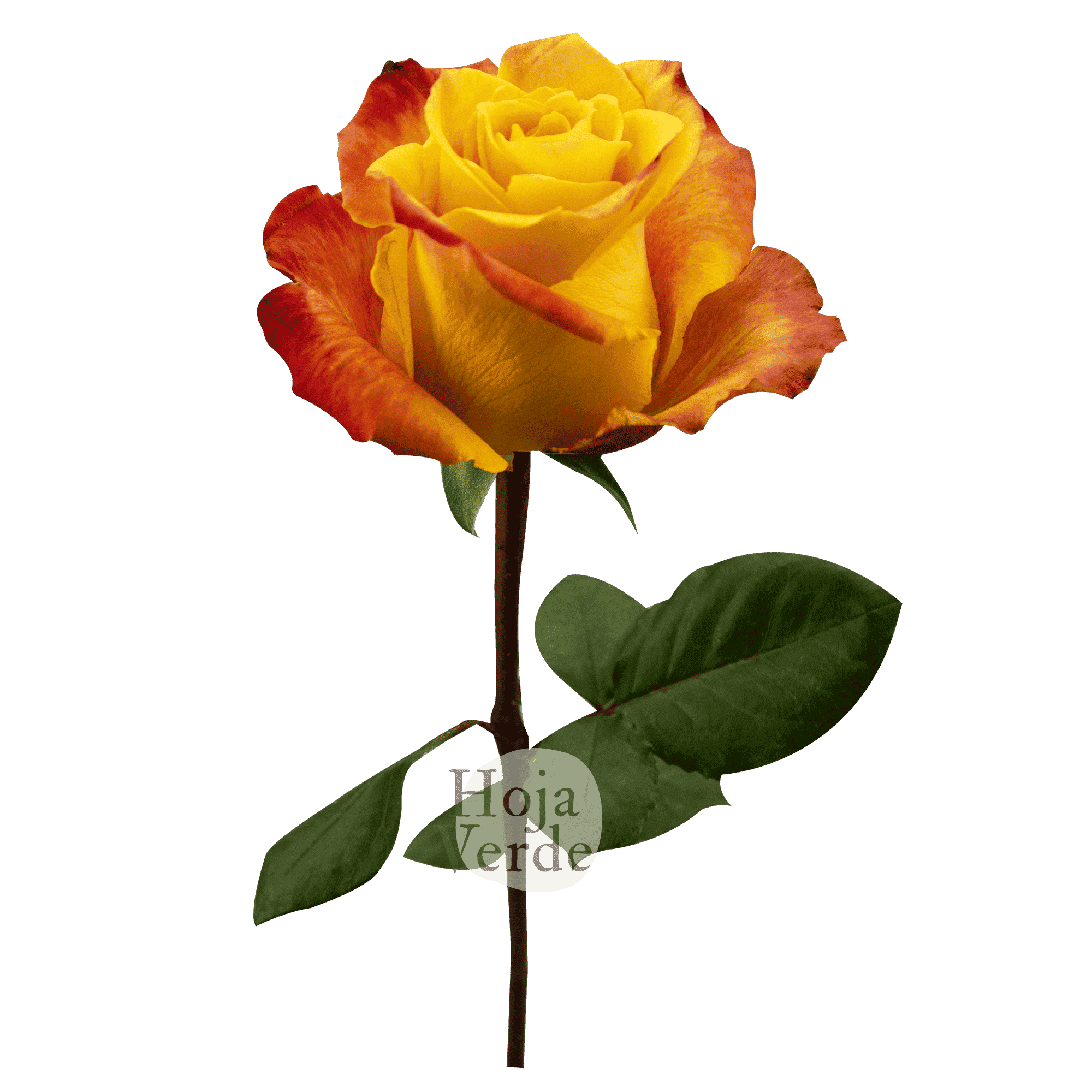 Silantoi by Hoja Verde, premium Ecuadorian bicolor rose: orange-yellow with fiery red edges