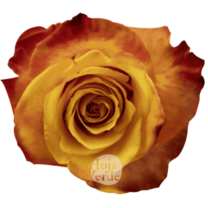 Silantoi by Hoja Verde, premium Ecuadorian bicolor rose: orange-yellow with fiery red edges
