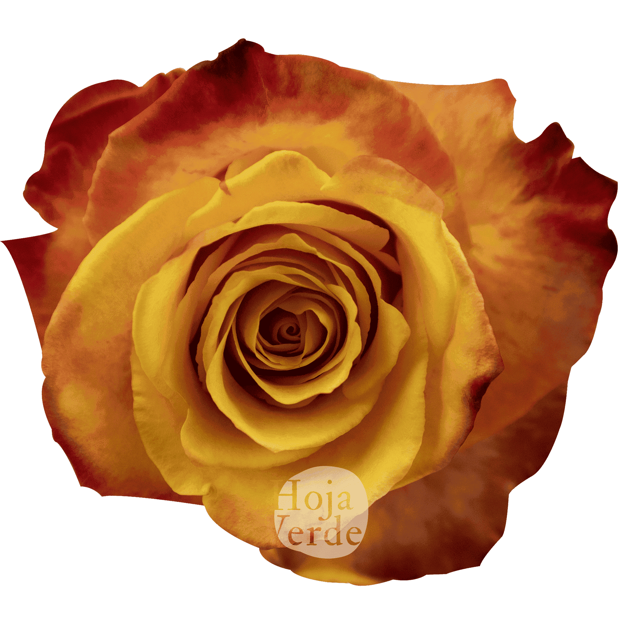 Silantoi by Hoja Verde, premium Ecuadorian bicolor rose: orange-yellow with fiery red edges