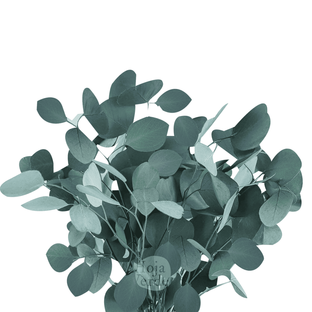 Silver Dollar Eucalyptus by Hoja Verde Ecuador