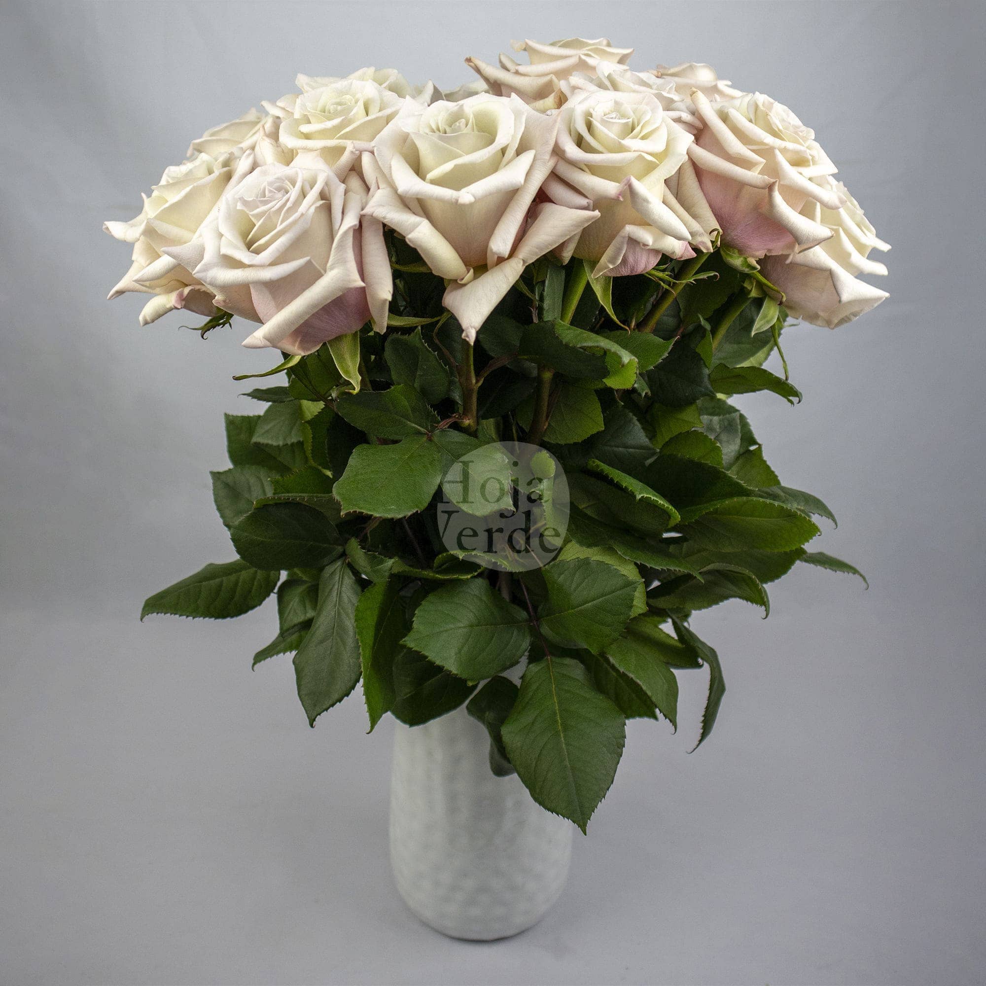 Silver Sand by Hoja Verde, premium Ecuadorian rose — light grey silver-toned variety