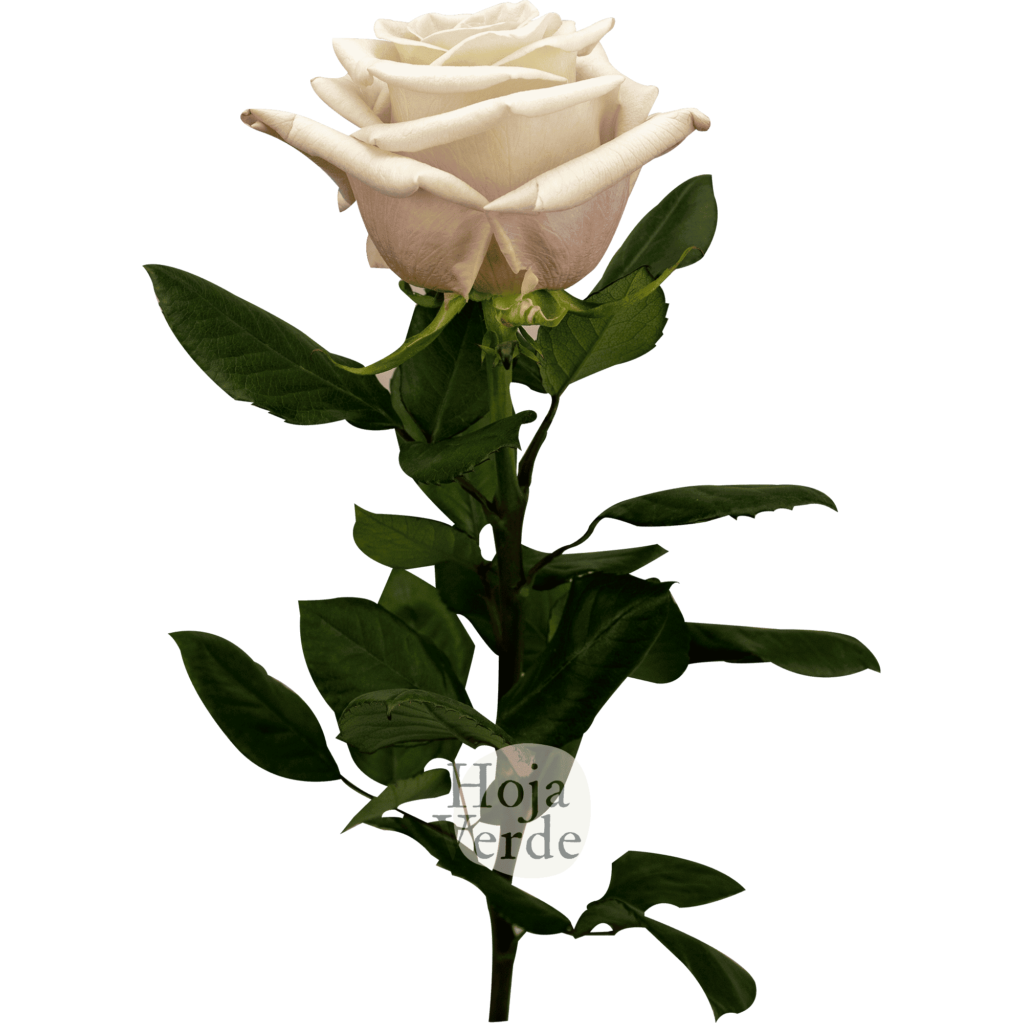 Silver Sand by Hoja Verde, premium Ecuadorian rose — light grey silver-toned variety