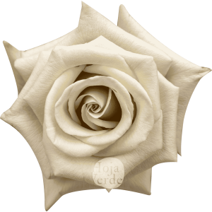 Silver Sand by Hoja Verde, premium Ecuadorian rose — light grey silver-toned variety