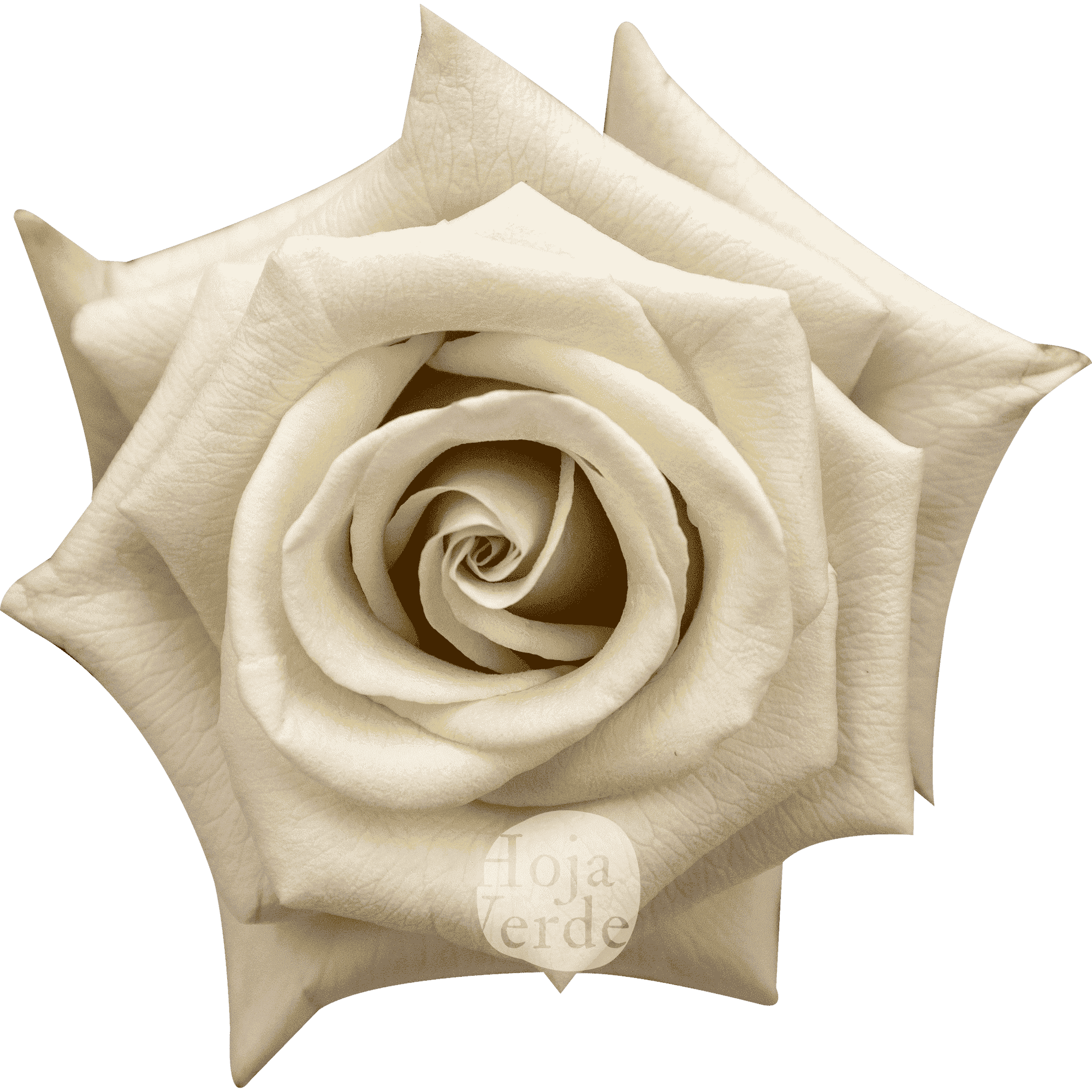 Silver Sand by Hoja Verde, premium Ecuadorian rose — light grey silver-toned variety