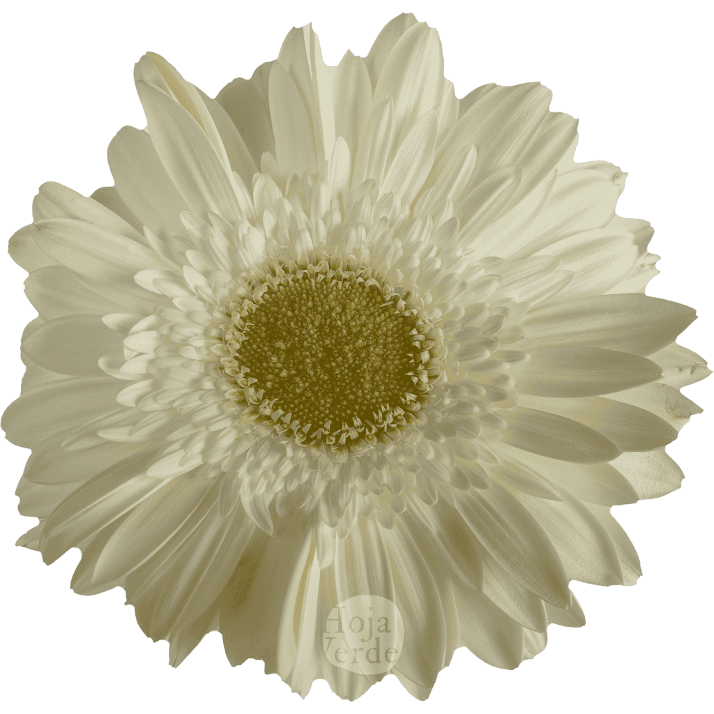 Silver Snow, white gerbera grown in Ecuador by Hoja Verde