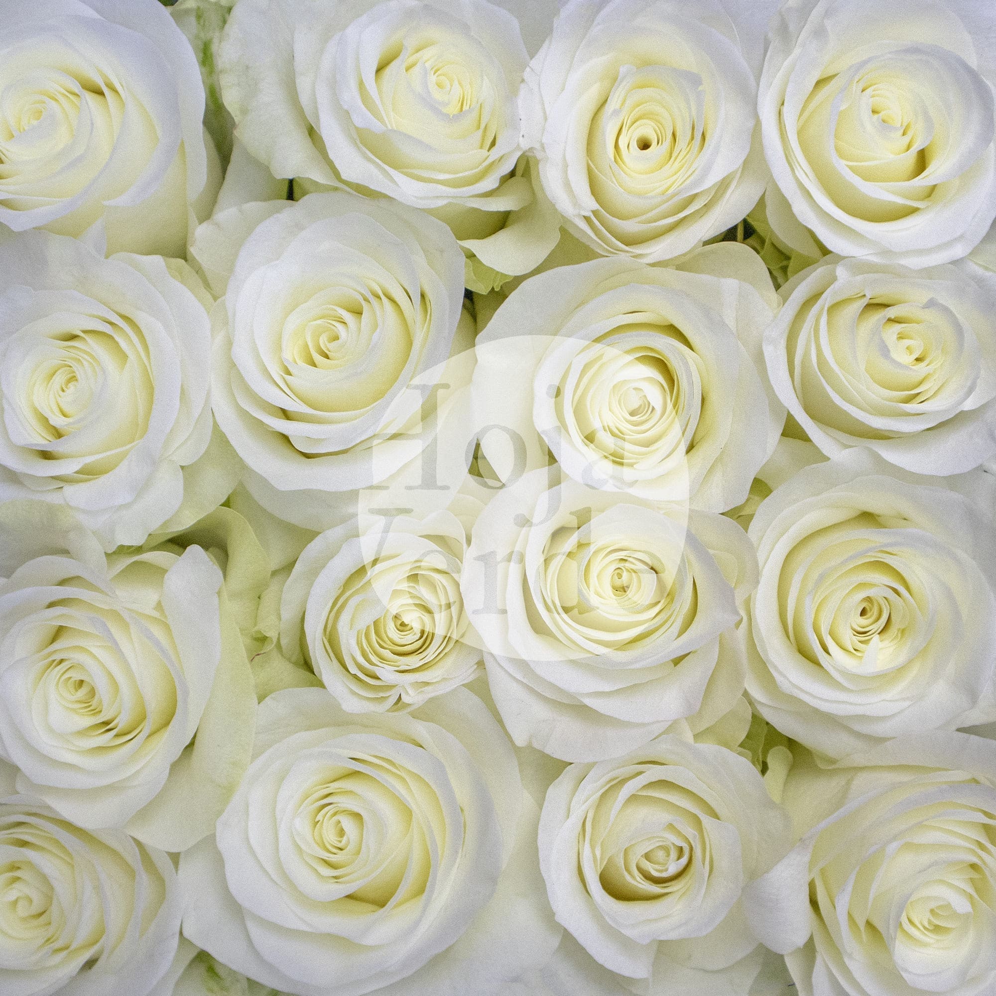 Snow Ballet by Hoja Verde is a premium Ecuadorian rose featuring a pristine white tone