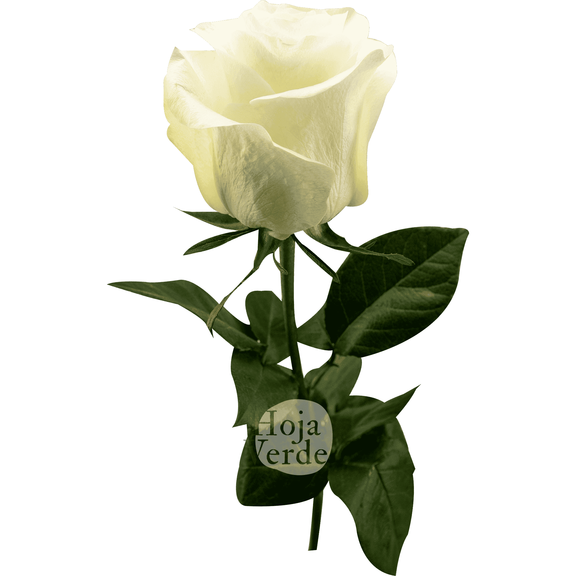 Snow Ballet by Hoja Verde is a premium Ecuadorian rose featuring a pristine white tone