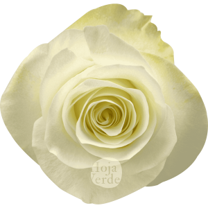 Snow Ballet by Hoja Verde is a premium Ecuadorian rose featuring a pristine white tone