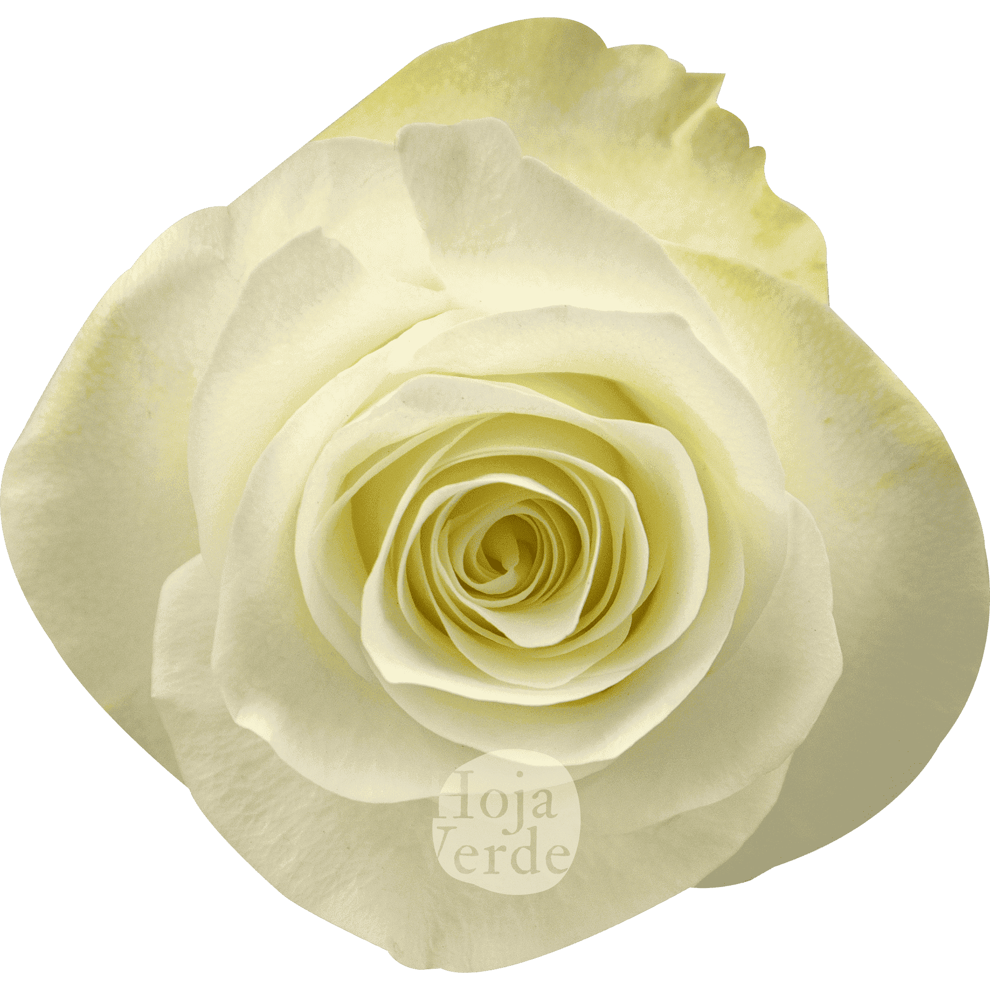 Snow Ballet by Hoja Verde is a premium Ecuadorian rose featuring a pristine white tone