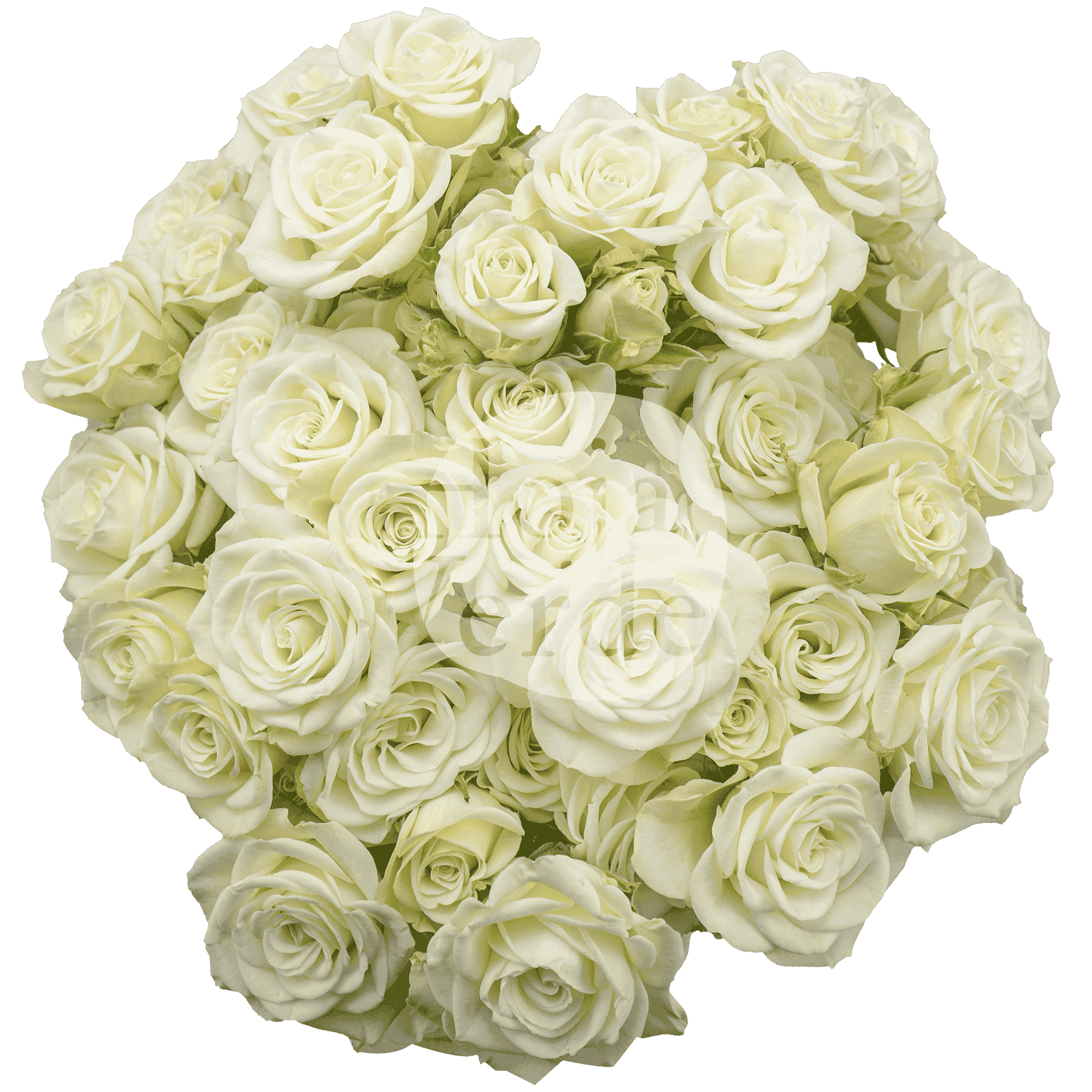 Snowflake, Ecuadorian pure white spray rose by Hoja Verde