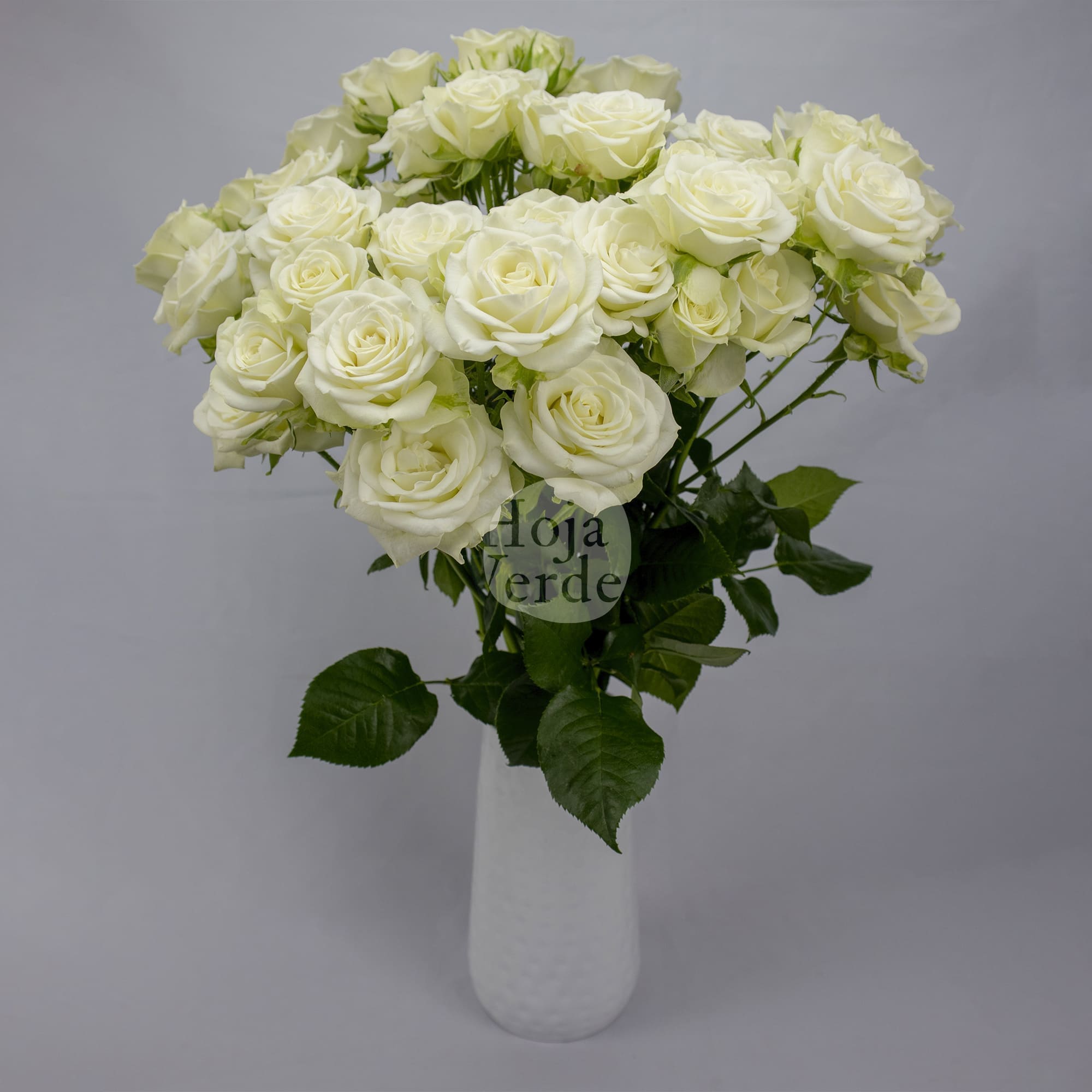 Snowflake, Ecuadorian pure white spray rose by Hoja Verde