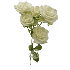 Snowflake, Ecuadorian pure white spray rose by Hoja Verde