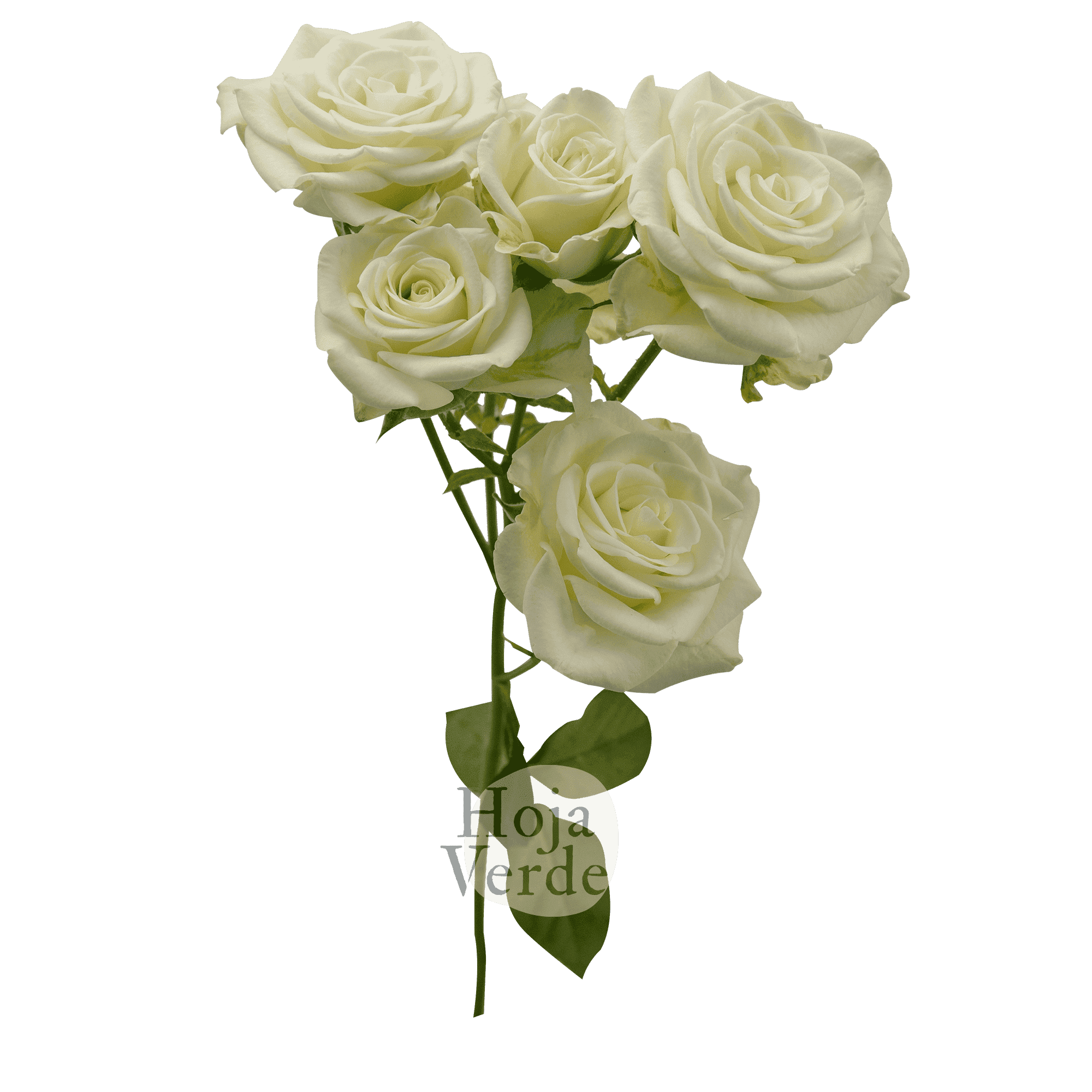 Snowflake, Ecuadorian pure white spray rose by Hoja Verde