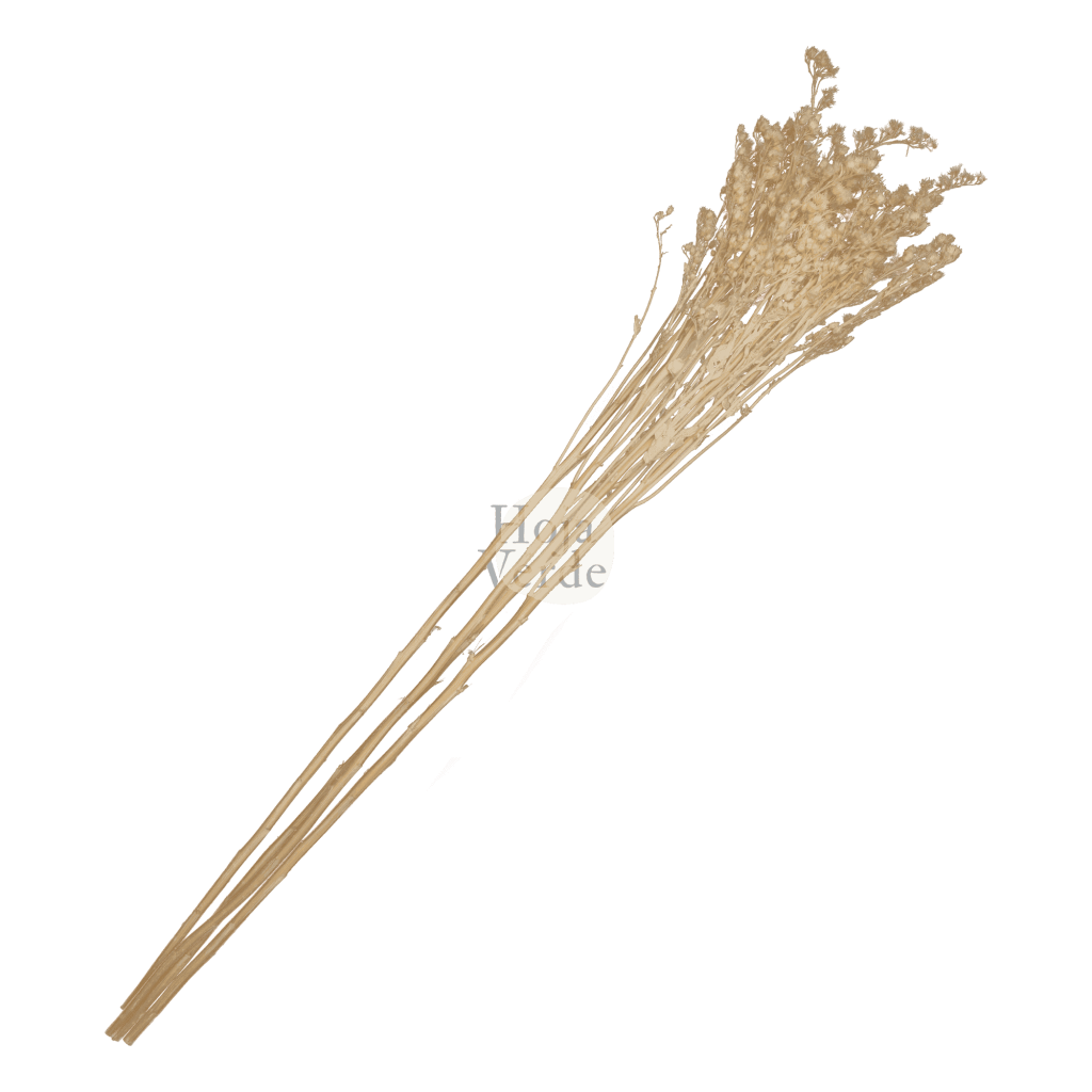 Hoja Verde preserved and tinted Solidago from Ecuador