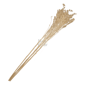Hoja Verde preserved and tinted Solidago from Ecuador