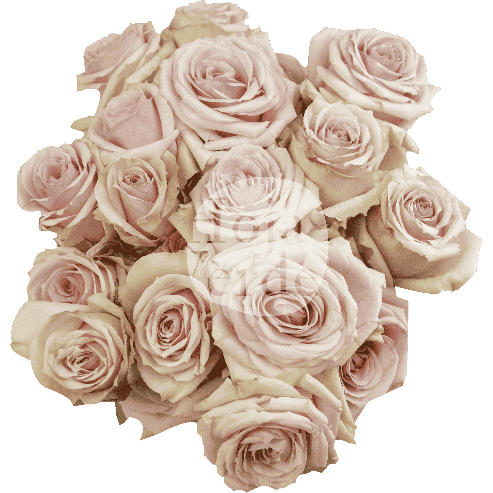 Star Blush, Ecuadorian light pink spray rose by Hoja Verde