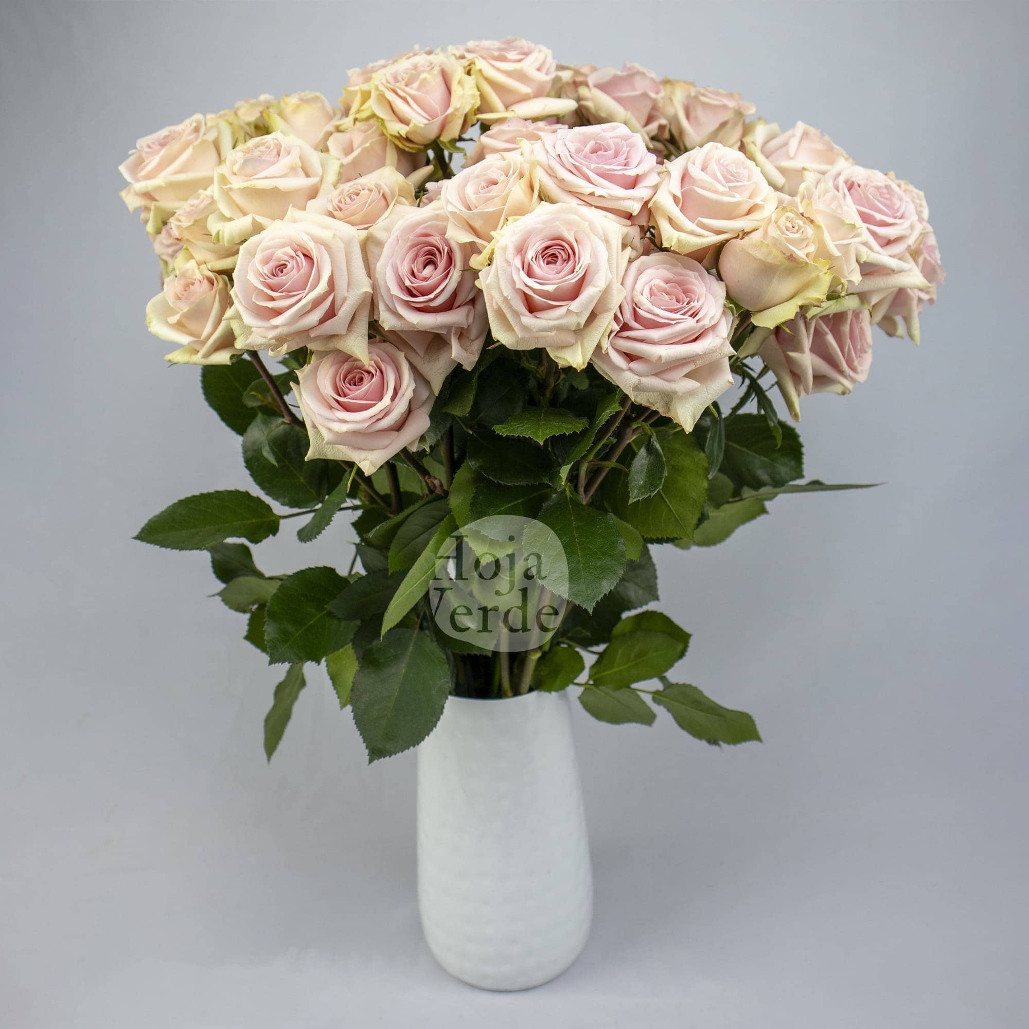 Star Blush, Ecuadorian light pink spray rose by Hoja Verde