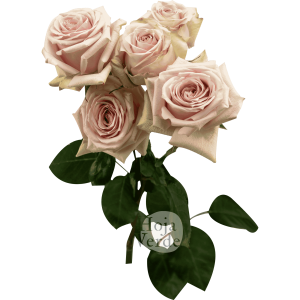 Star Blush, Ecuadorian light pink spray rose by Hoja Verde
