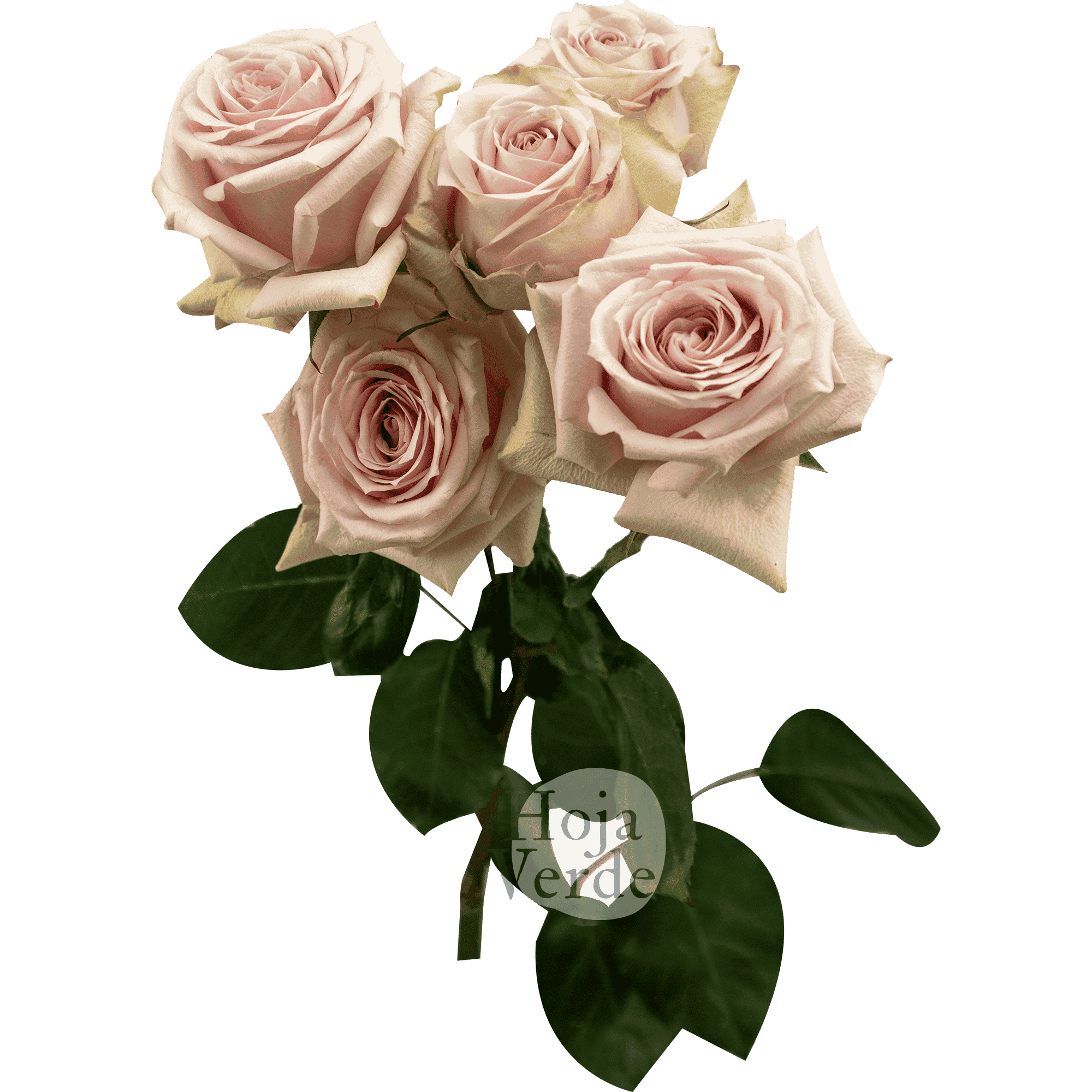 Star Blush, Ecuadorian light pink spray rose by Hoja Verde