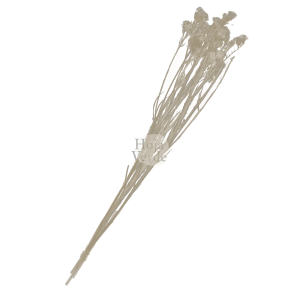 Preserved Statice filler by Hoja Verde Ecuador