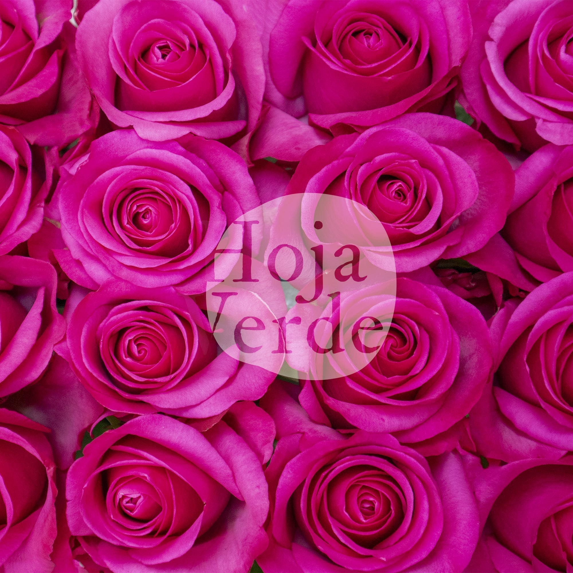 Stiletto by Hoja Verde, premium Ecuadorian rose, bold magenta variety