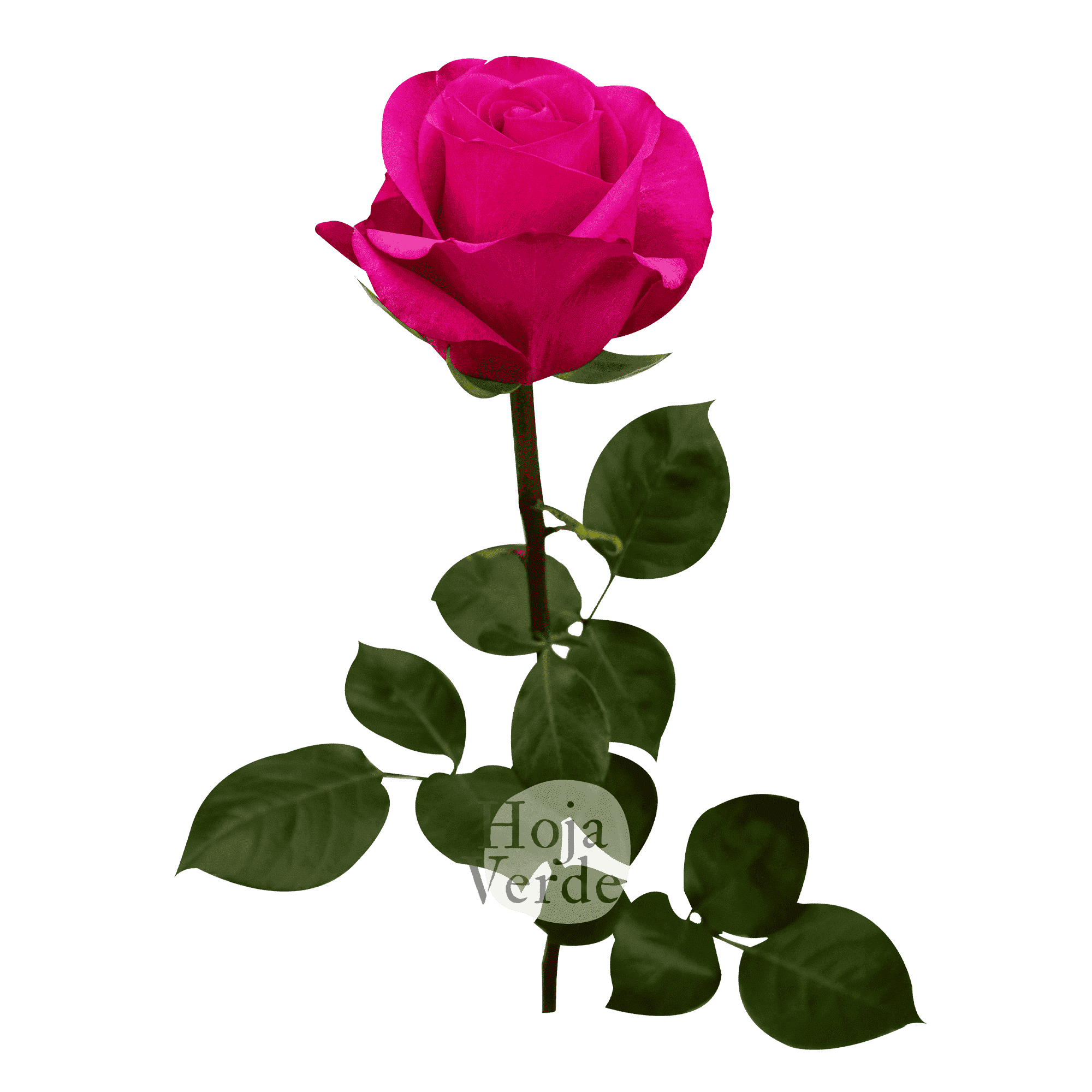 Stiletto by Hoja Verde, premium Ecuadorian rose, bold magenta variety