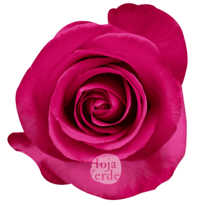 Stiletto by Hoja Verde, premium Ecuadorian rose, bold magenta variety