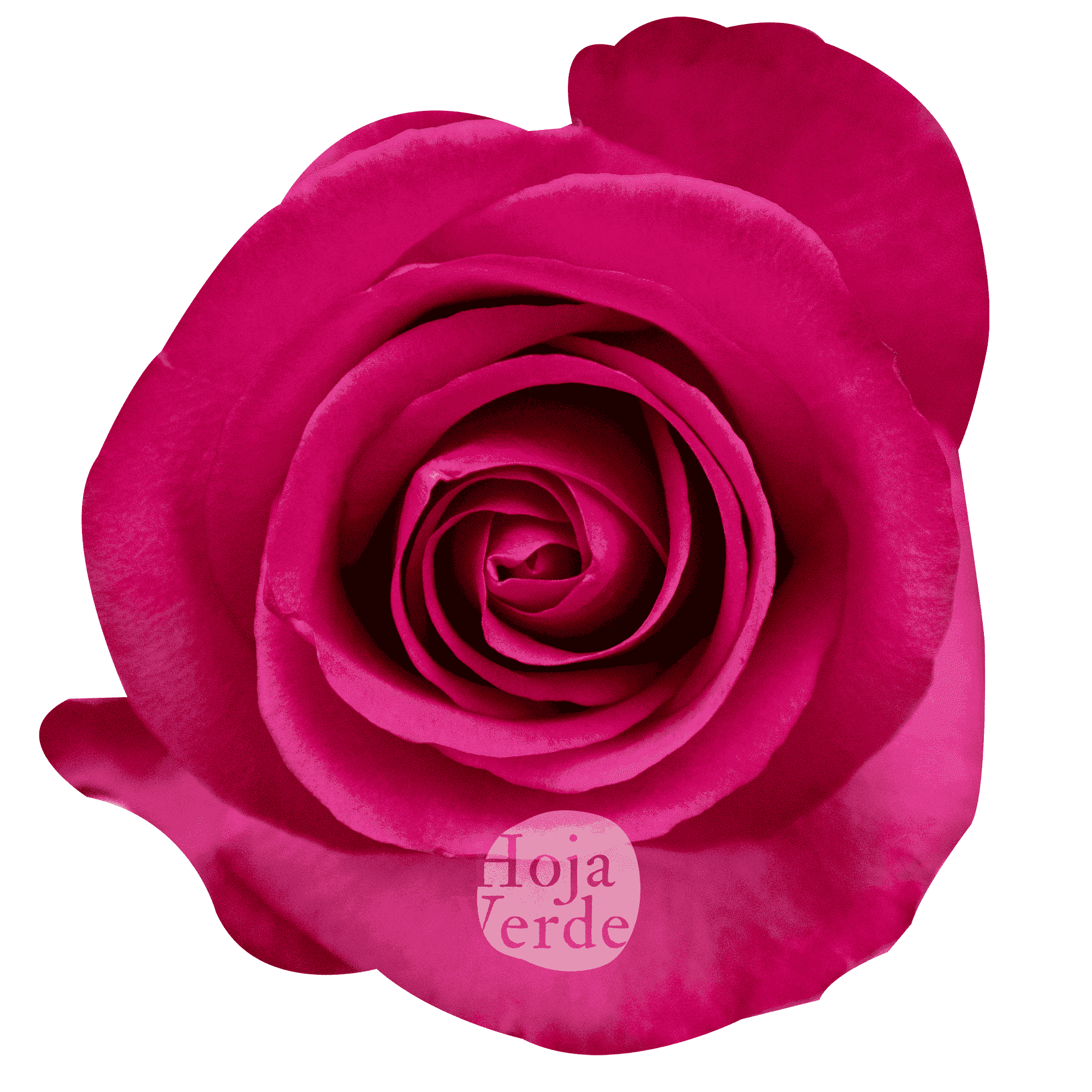Stiletto by Hoja Verde, premium Ecuadorian rose, bold magenta variety