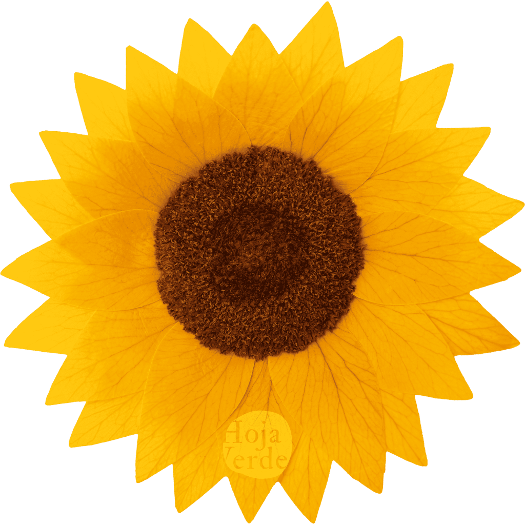 Hoja Verde preserved Sunflowers from Ecuador, vibrant yellow blooms