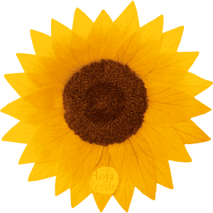 Hoja Verde preserved Sunflowers from Ecuador, vibrant yellow blooms