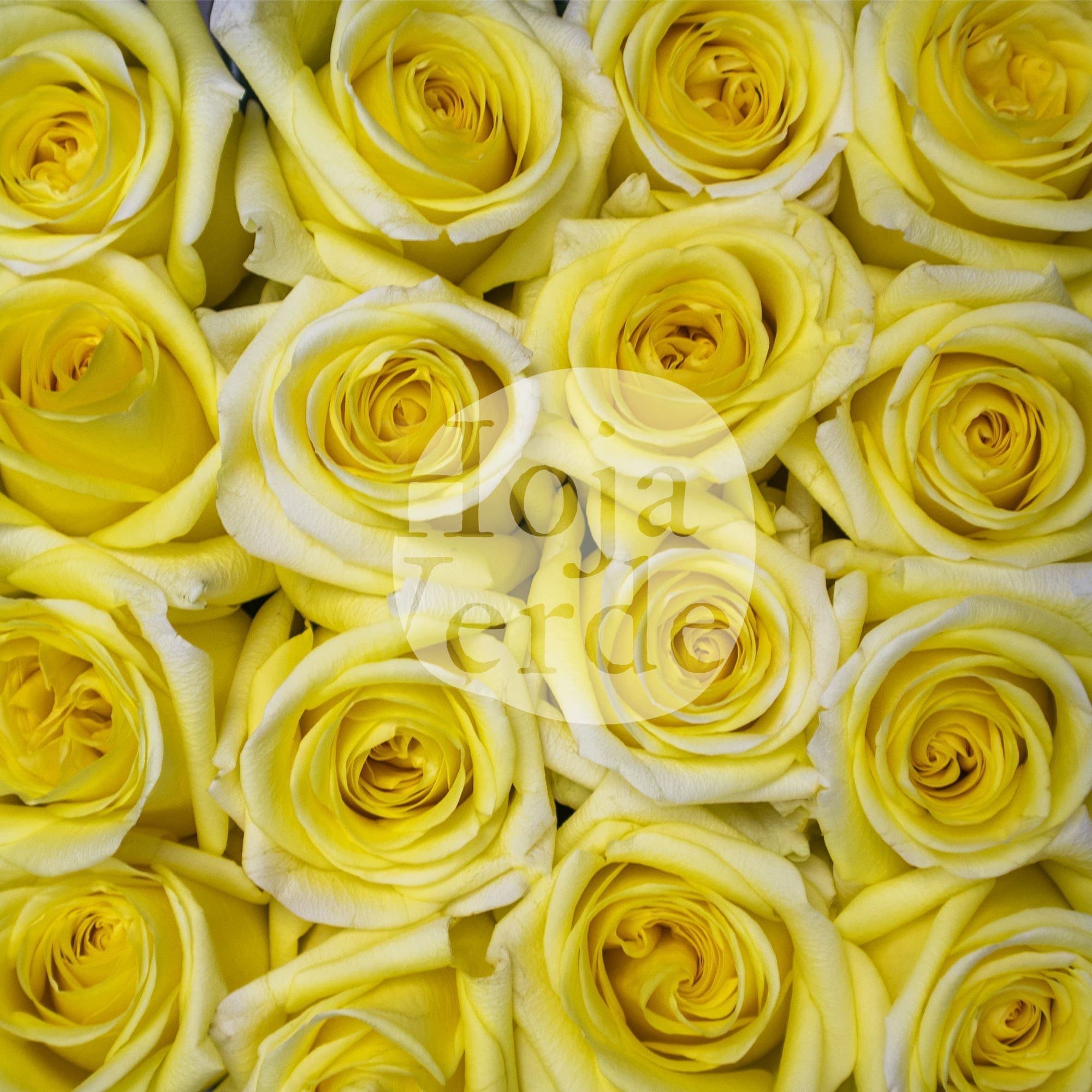 Sunny Days by Hoja Verde, premium Ecuadorian garden rose — bright yellow petals with a green center