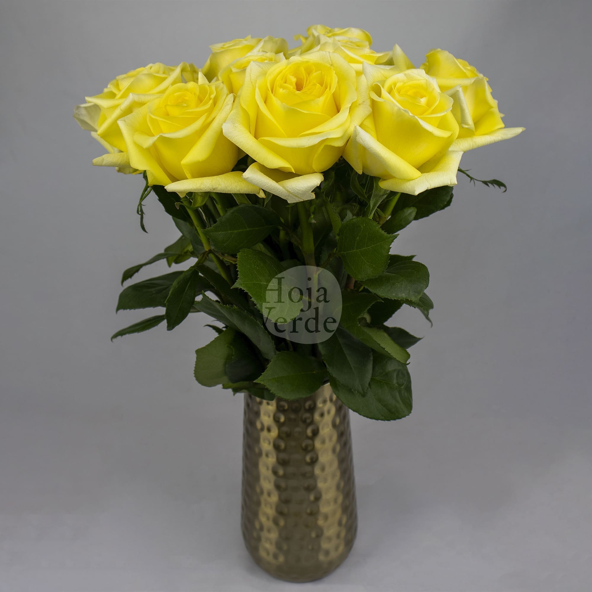 Sunny Days by Hoja Verde, premium Ecuadorian garden rose — bright yellow petals with a green center