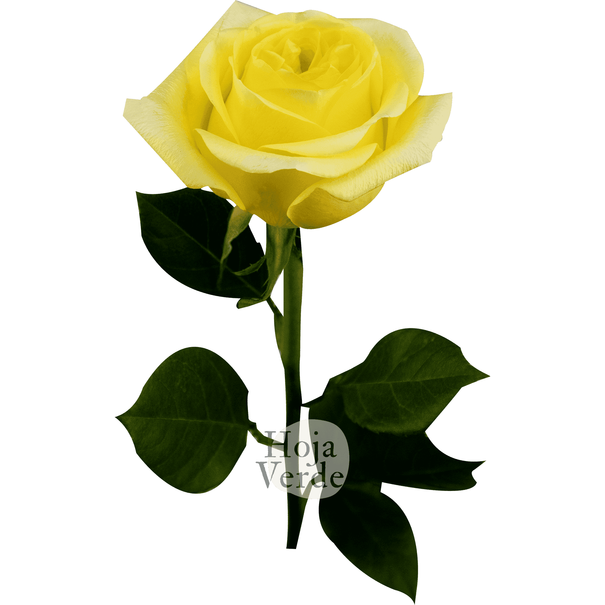 Sunny Days by Hoja Verde, premium Ecuadorian garden rose — bright yellow petals with a green center