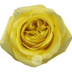 Sunny Days by Hoja Verde, premium Ecuadorian garden rose — bright yellow petals with a green center