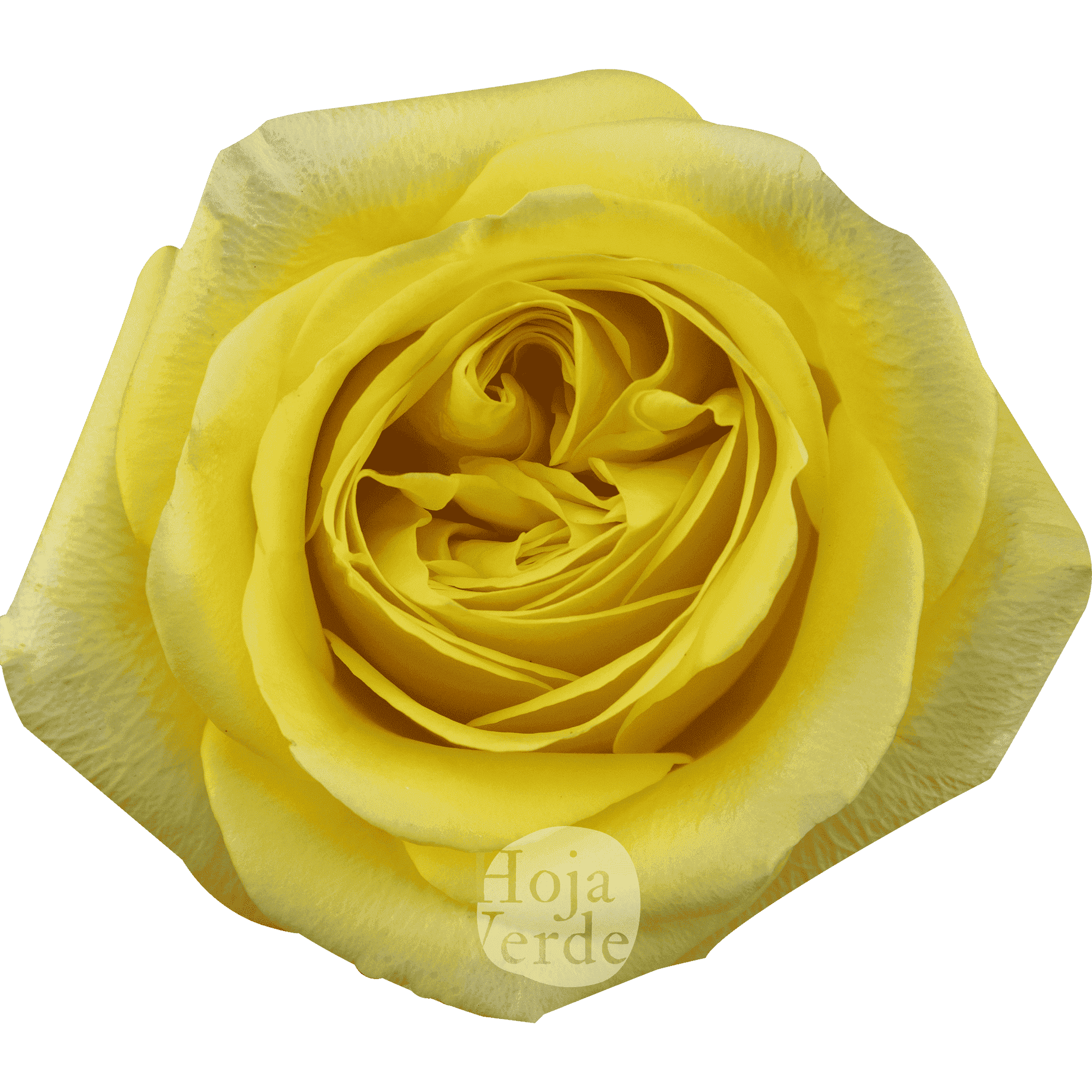 Sunny Days by Hoja Verde, premium Ecuadorian garden rose — bright yellow petals with a green center