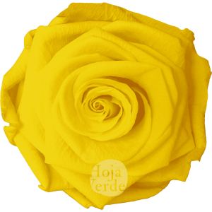 Sunny Yellow by Hoja Verde, Ecuadorian Preserved & Tinted Rose