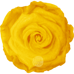 Teddy Sunny Yellow preserved rose — vibrant yellow tone with velvety, fluffy texture by Hoja Verde.