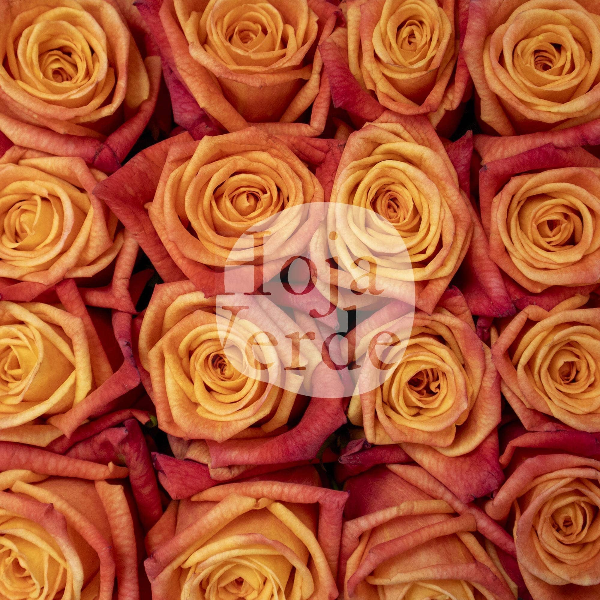 Sunset Glory by Hoja Verde premium Ecuadorian rose — vibrant orange with burnt red tips